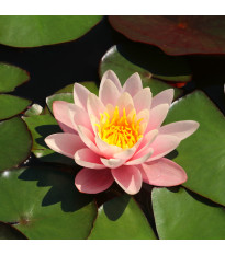 Leknín růžový - Nymphaea capensis - semena leknínu - 6 ks