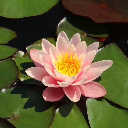 Leknín růžový - Nymphaea capensis - semena leknínu - 6 ks