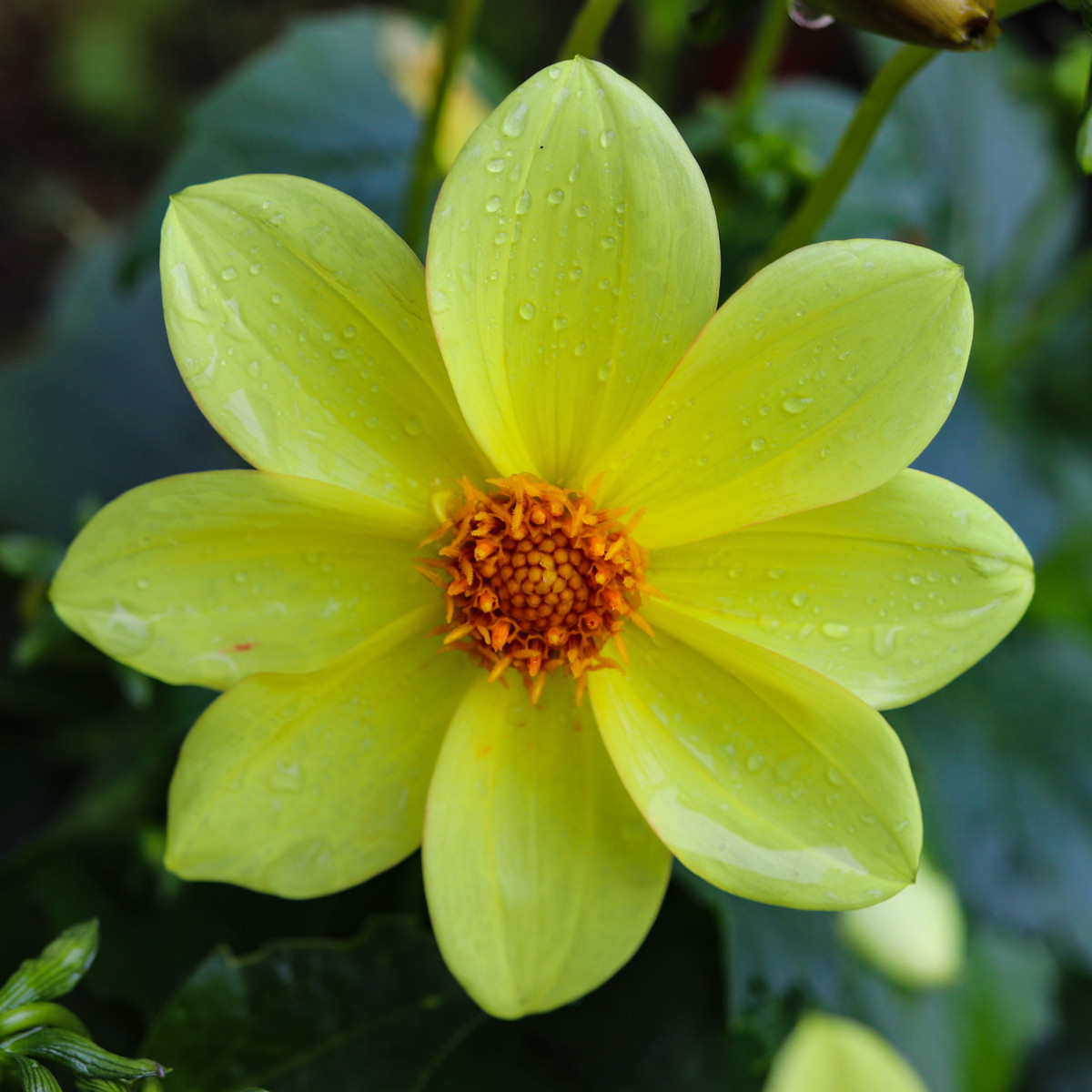 Jiřinka Topmix žlutá - Dahlia - hlízy jiřinky - 1 ks