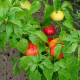 Rajčatová paprika Nagykuti - Capsicum annuum - semena - 7 ks