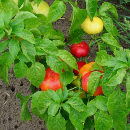 Rajčatová paprika Nagykuti - Capsicum annuum - semena - 7 ks