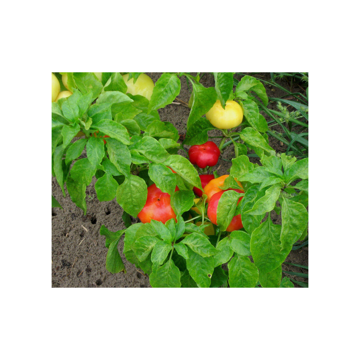 Rajčatová paprika Nagykuti - Capsicum annuum - semena - 7 ks
