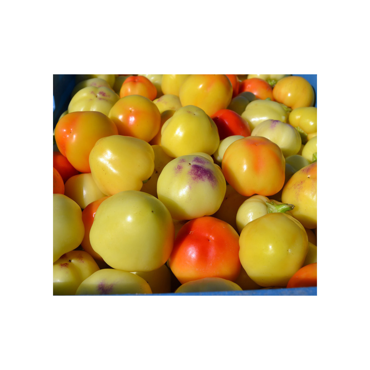 Rajčatová paprika Nagykuti - Capsicum annuum - semena - 7 ks