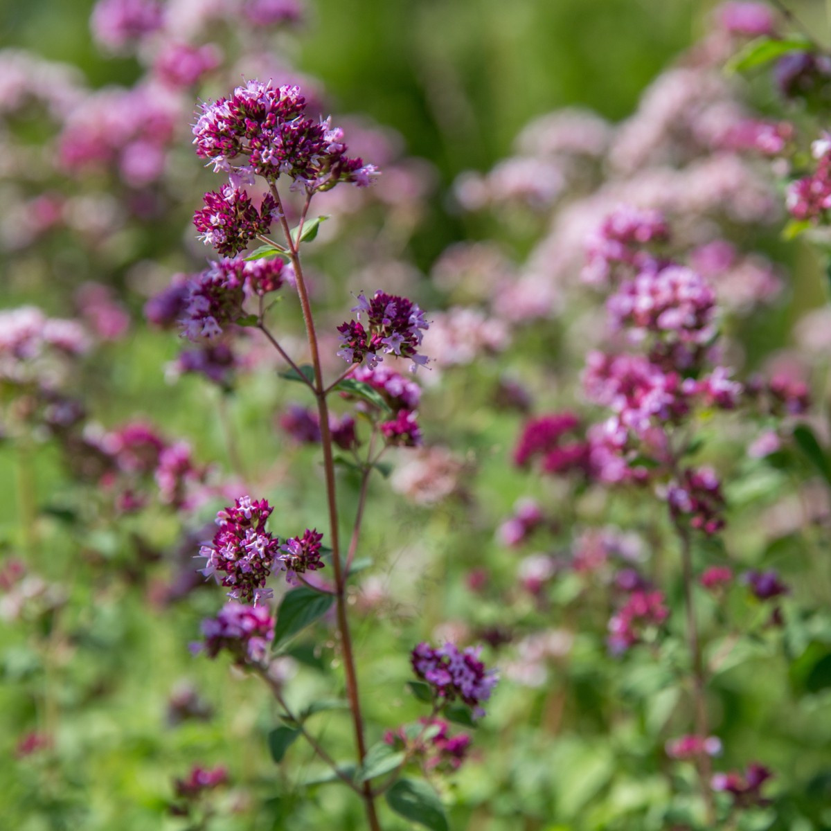 BIO Dobromysl obecná - Origanum vulgare - bio semena dobromyslu - 700 ks