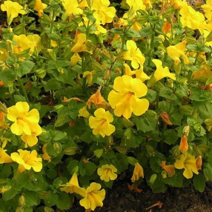 Kejklířka žlutá - Mimulus luteus - semena kejklířky - 200 ks