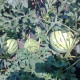 BIO Meloun cukrový Early Moonbeam - Citrullus lanatus - bio semena melounu - 6 ks