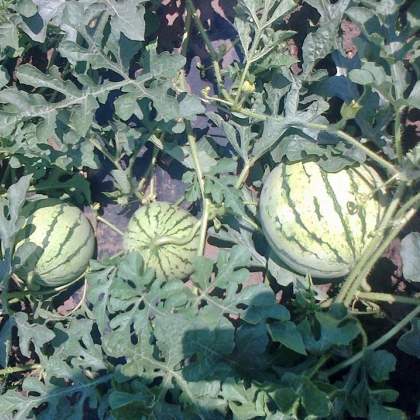 BIO Meloun cukrový Early Moonbeam - Citrullus lanatus - bio semena melounu - 6 ks