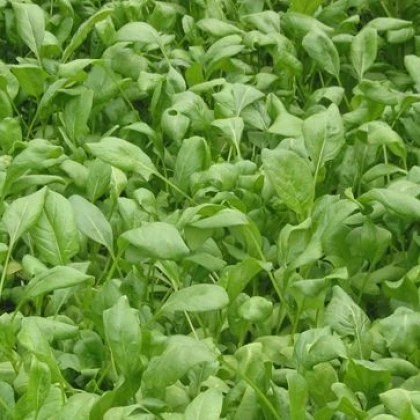 BIO Špenát setý - Spinacia oleracen L. - semena bio osiv - 12 gr 