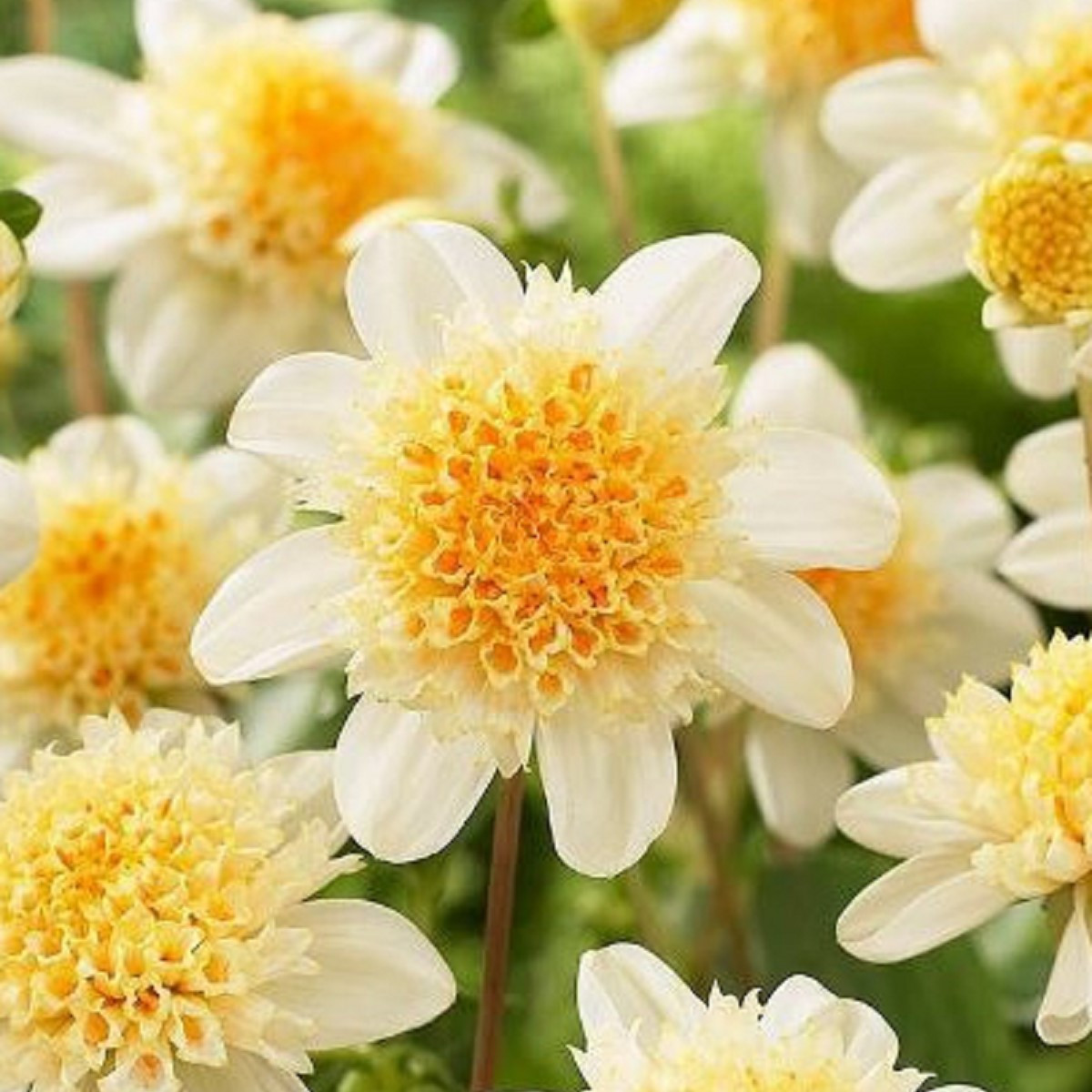 Jiřinka Toto - Dahlia - cibuloviny - 1 ks