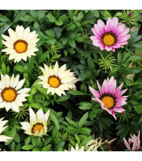 Gazánie zářivá směs - Gazania rigens mix - semena gazánie - 50 ks