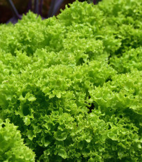 Salát listový kadeřavý Lollo Bionda - Lactuca sativa - semena salátu - 450 ks