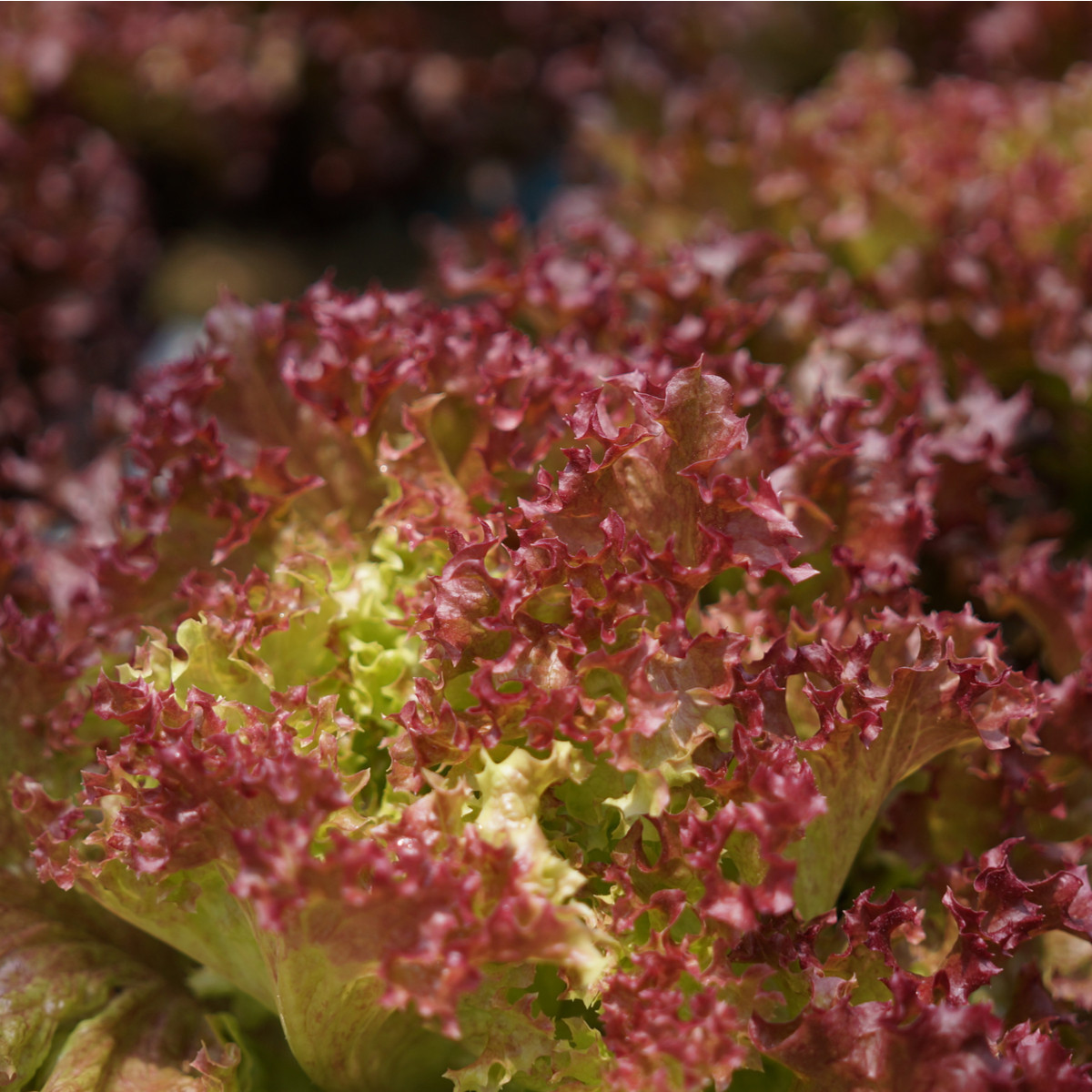 BIO Salát listový kadeřavý Lollo Rossa - Lactuca sativa - bio semena salátu - 80 ks