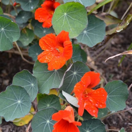 Lichořeřišnice nízká Princess of India - Tropaeolum minus - semena lichořeřišnice - 15 ks