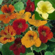 Lichořeřišnice větší Lobbianum směs - Tropaeolum majus - semena lichořeřišnice - 10 ks