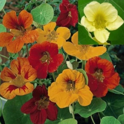 Lichořeřišnice větší Lobbianum směs - Tropaeolum majus - semena lichořeřišnice - 10 ks