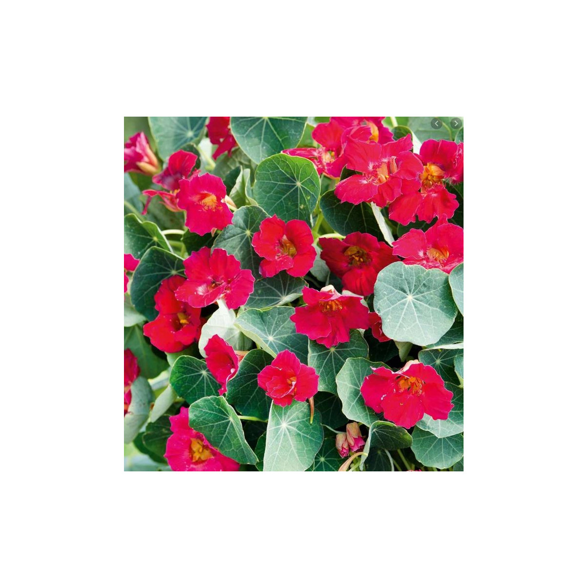 Lichořeřišnice nízká Baby Deep Rose - Kapucínka - Tropaeolum minus - semena lichořeřišnice - 8 ks