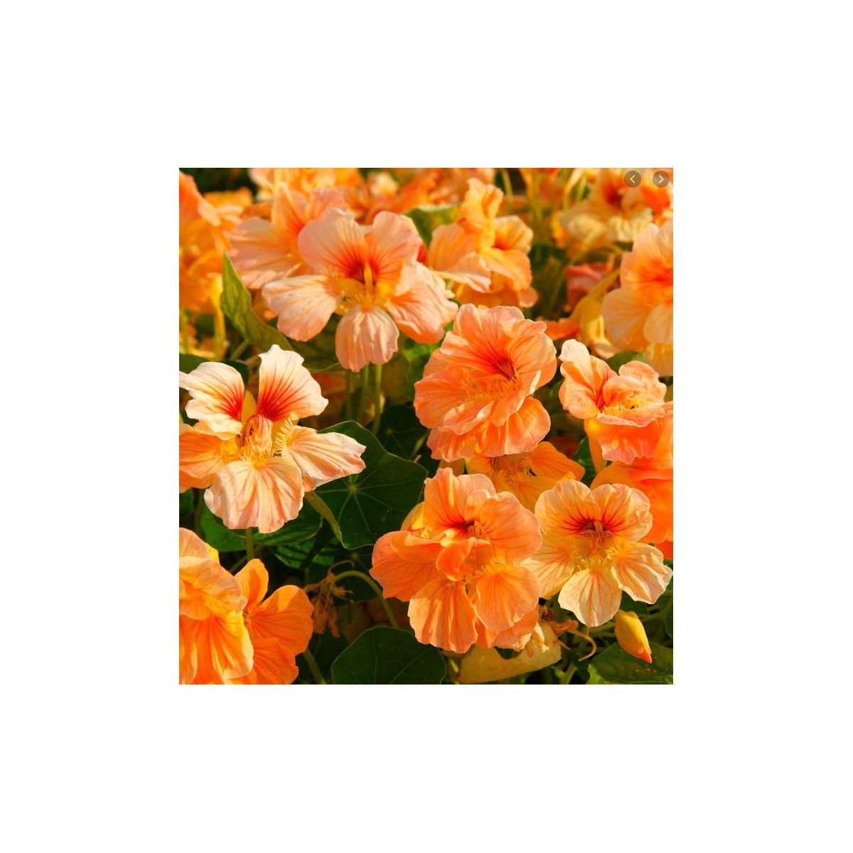 Lichořeřišnice nízká Tip Top Apricot - Kapucínka - Tropaeolum minus - semena lichořeřišnice - 12 ks