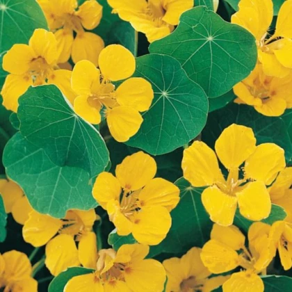 Lichořeřišnice nízká Tip Top Gold - Kapucínka - Tropaeolum minus - semena lichořeřišnice - 10 ks