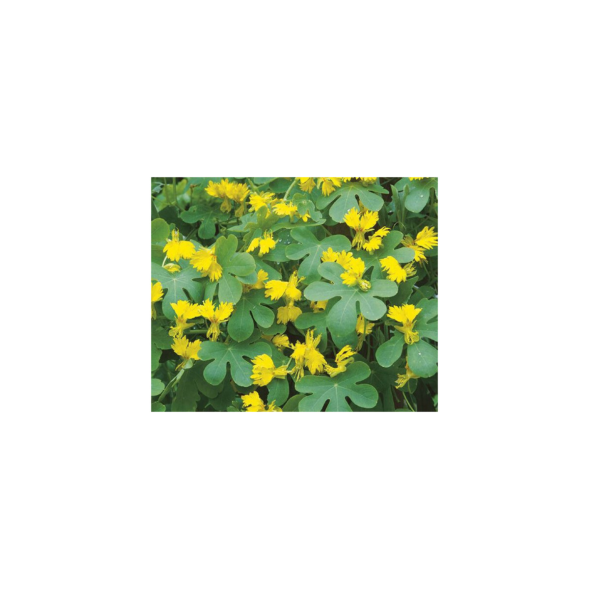 Lichořeřišnice vysoká kanárská - Kapucínka - Tropaeolum peregrinum - semena lichořeřišnice - 10 ks