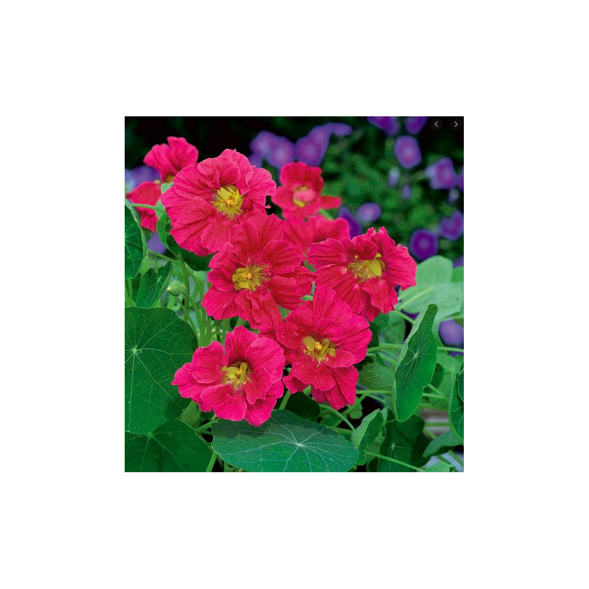 Lichořeřišnice menší Whirlybird Rose - Kapucínka - Tropaeolum minus - semena lichořeřišnice - 10 ks