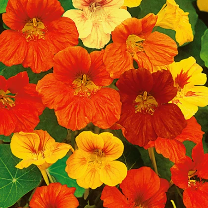 Lichořeřišnice nízká směs barev - Kapucínka - Tropaeolum majus nanum - semena lichořeřišnice - 10 ks
