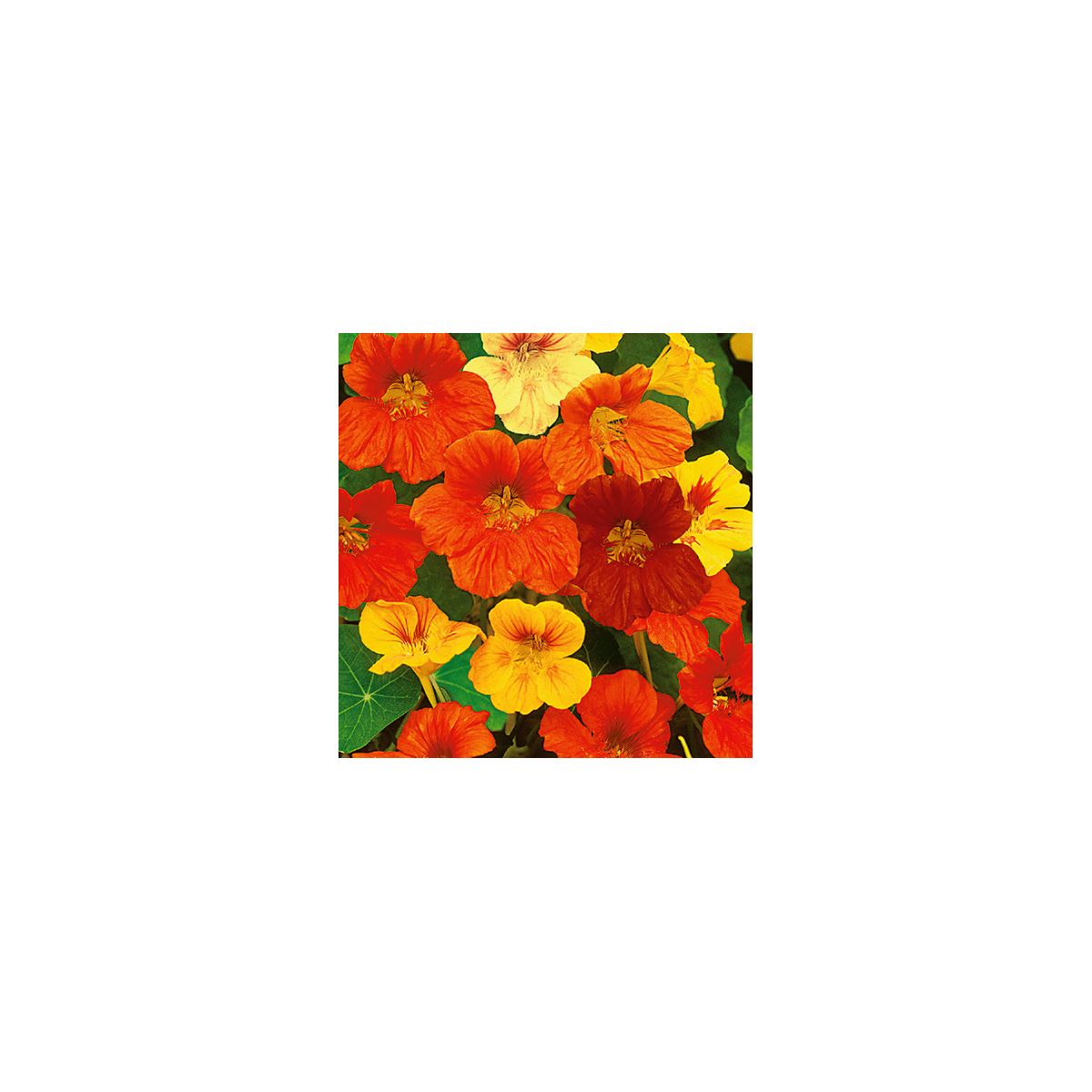 Lichořeřišnice nízká směs barev - Kapucínka - Tropaeolum majus nanum - semena lichořeřišnice - 10 ks