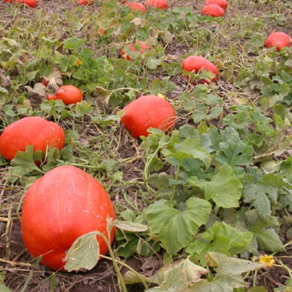 Tykev Goliáš velkoplodá - Cucurbita maxima - semena tykve - 3 ks
