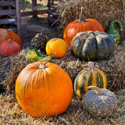 Tykvičky okrasné velkoplodé - Cucurbita pepo - semena tykve - 25 ks