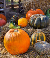 Tykvičky okrasné velkoplodé - Cucurbita pepo - semena tykve - 25 ks