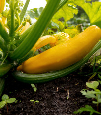 Cuketa zlatá Soleil F1 - Cucurbita pepo - semena cukety - 7 ks