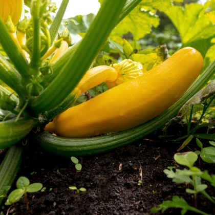 Cuketa zlatá Soleil F1 - Cucurbita pepo - semena cukety - 7 ks