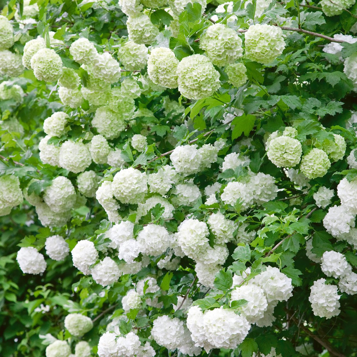 Kalina obecná - Viburnum opulus - semena kaliny - 5 ks