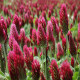 Rózsaszín lóhere – Trifolium incarnatum – lóhere magok – 150 db