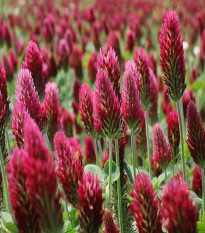 Rózsaszín lóhere – Trifolium incarnatum – lóhere magok – 150 db