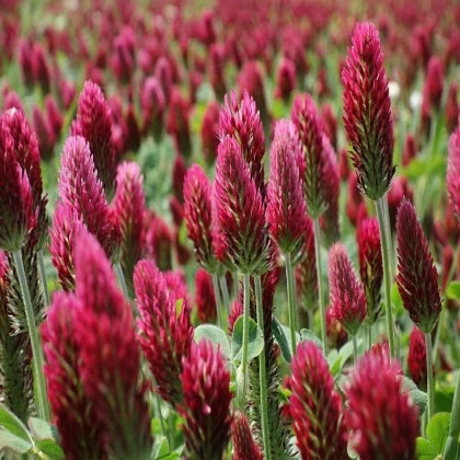 Jetel inkarnát - Trifolium incarnatum - semena jetele - 120 ks