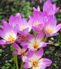 Ocún Lilac Wonder - Colchicum - hlízy ocúnu - 1 ks
