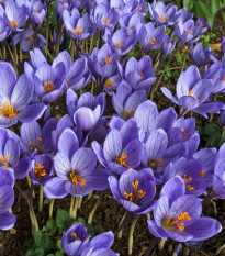 Krokus Conqueror - Crocus - hlízy krokusu - 3 ks