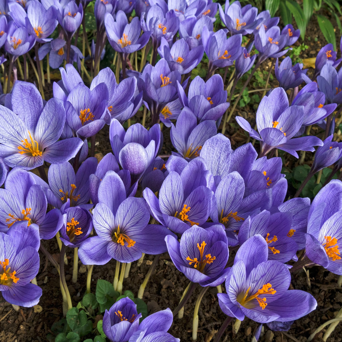 Krokus Conqueror - Crocus - hlízy krokusu - 3 ks