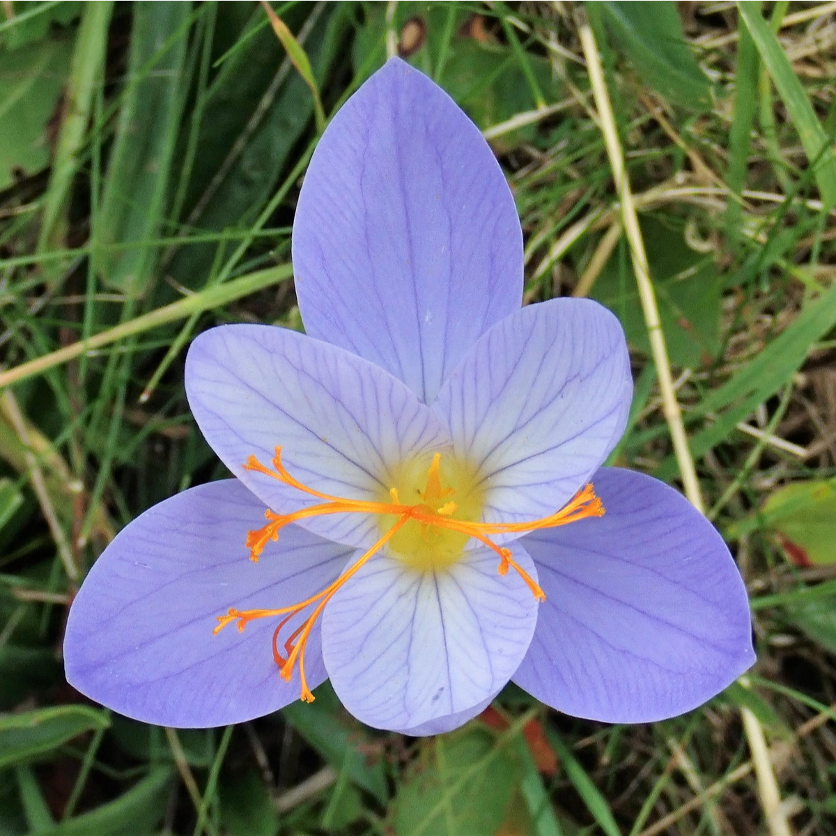 Krokus Speciosus - Crocus speciosus - hlízy krokusu - 3 ks