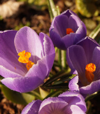 Krokus Grand Maitre - Crocus - hlízy krokusu - 3 ks