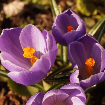 Krokus Grand Maitre - Crocus - hlízy krokusu - 3 ks