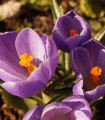 Krokus Grand Maitre - Crocus - hlízy krokusu - 3 ks