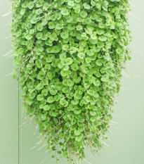 Stříbrný déšť - Dichondra repens - semena stříbrného deště - 8 ks