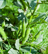 Bob obecný - Vicia faba - semena bobu - 15 ks