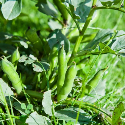 Bob obecný - Vicia faba - semena bobu - 15 ks