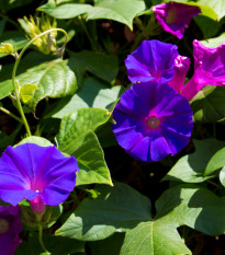 Povíjnice nachová Kniolas Black - Ipomoea purpurea - semena povíjnice - 20 ks