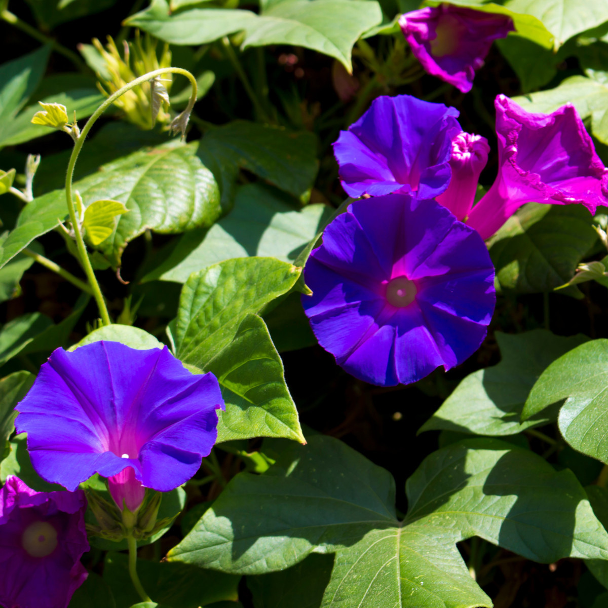 Povíjnice nachová Kniolas Black - Ipomoea purpurea - semena povíjnice - 20 ks