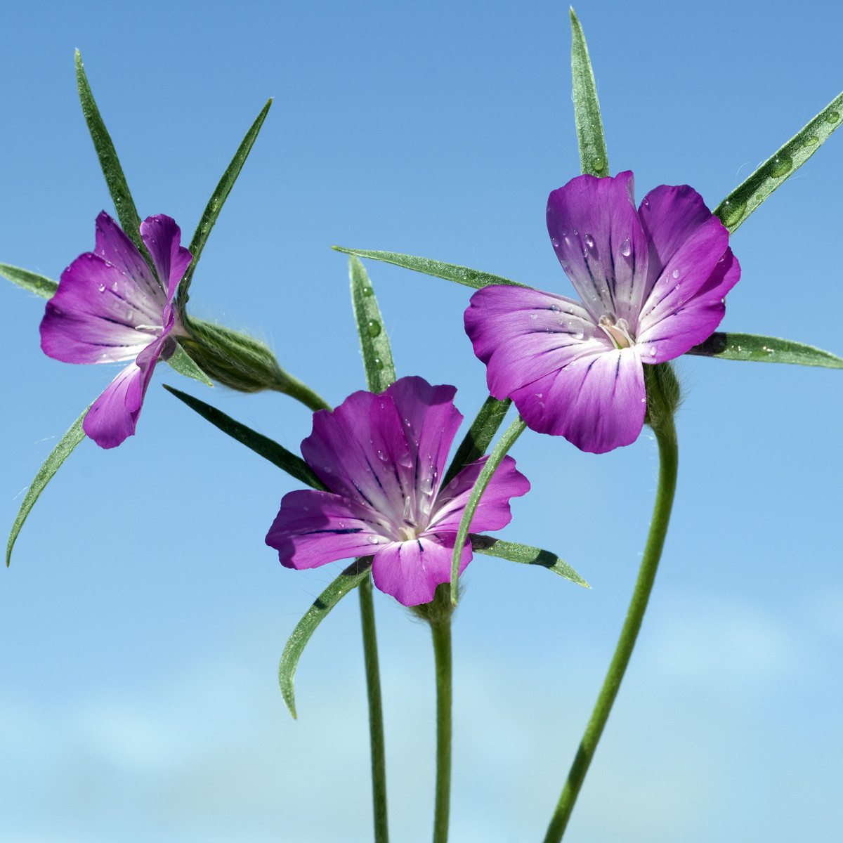 Koukol polní - Agrostemma githago - semena koukolu - 50 ks