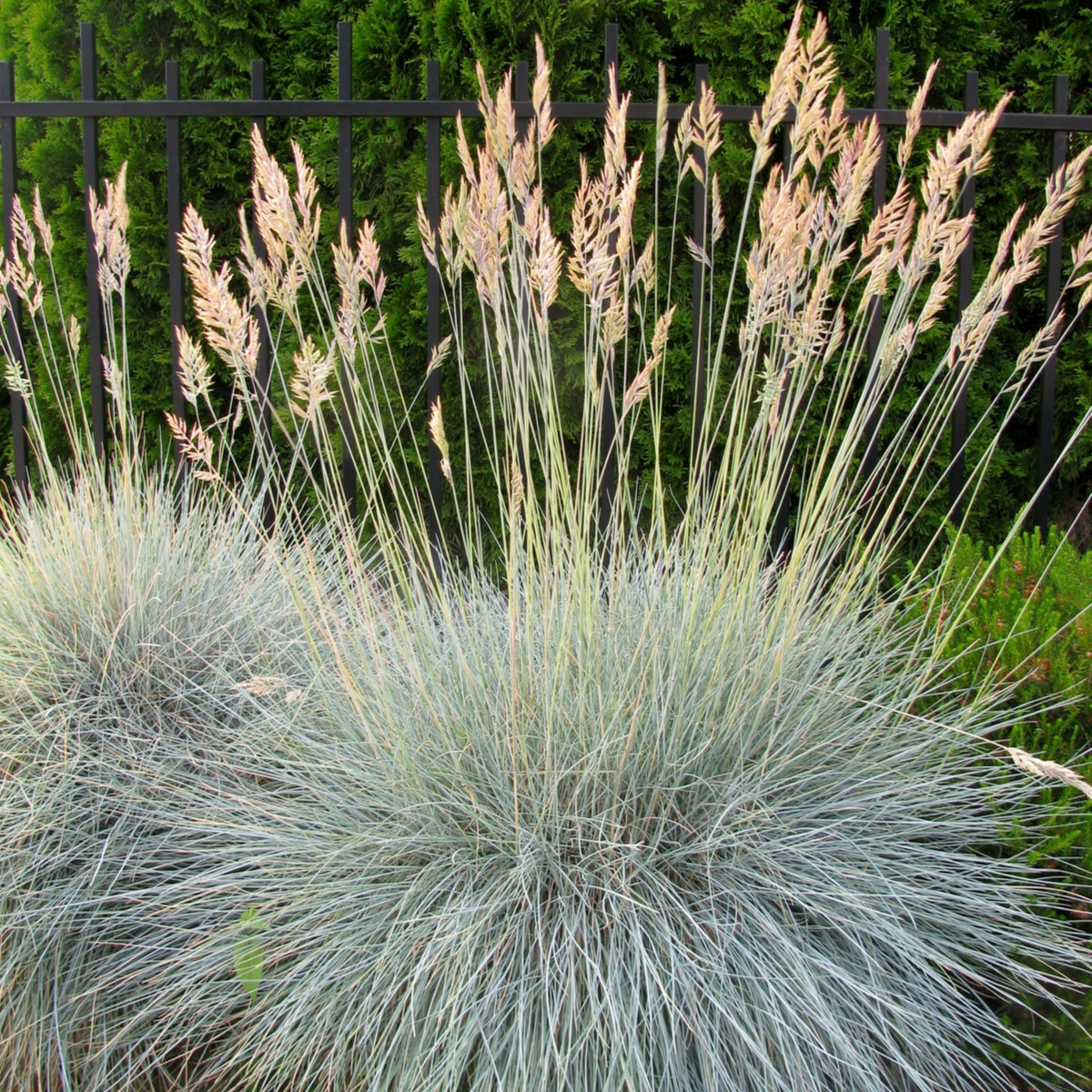 Kostřava ovčí - Festuca ovina - semena kostřavy - 50 ks