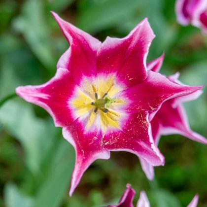 Tulipán Claudia - Tulipa - cibule tulipánu - 3 ks